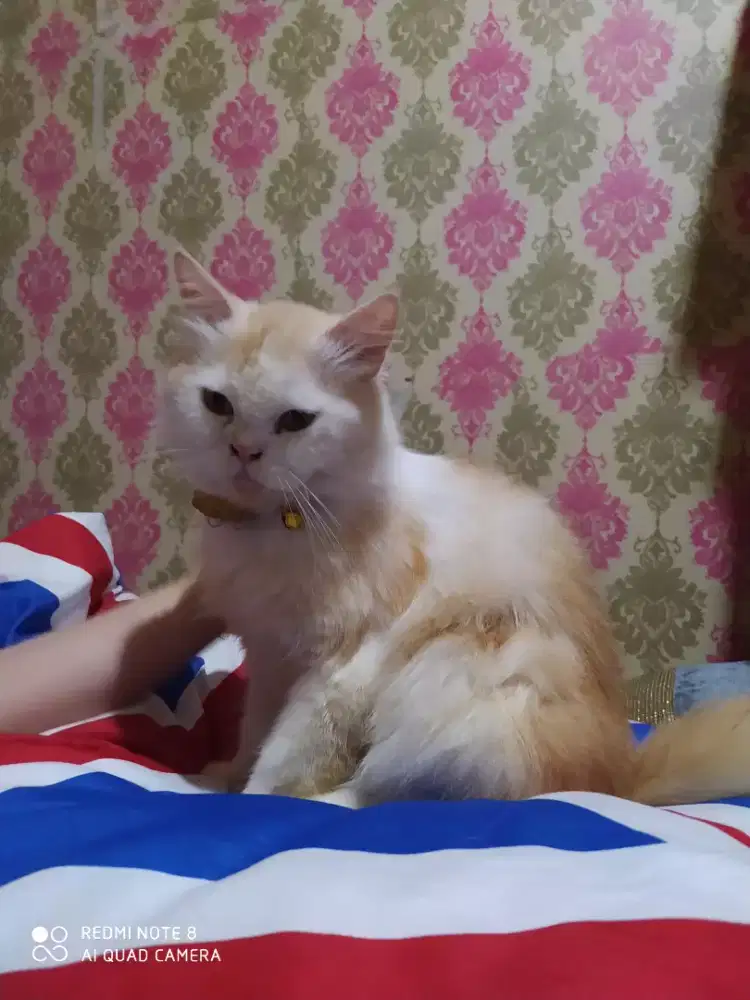 KUCING PERSIA JANTAN