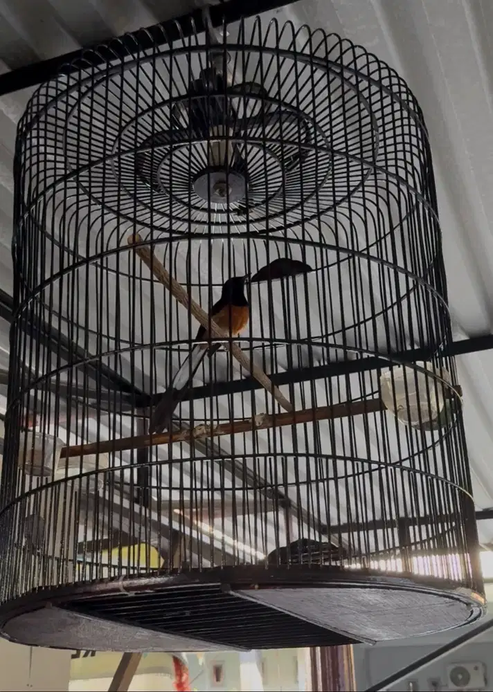 Dijual burung murai