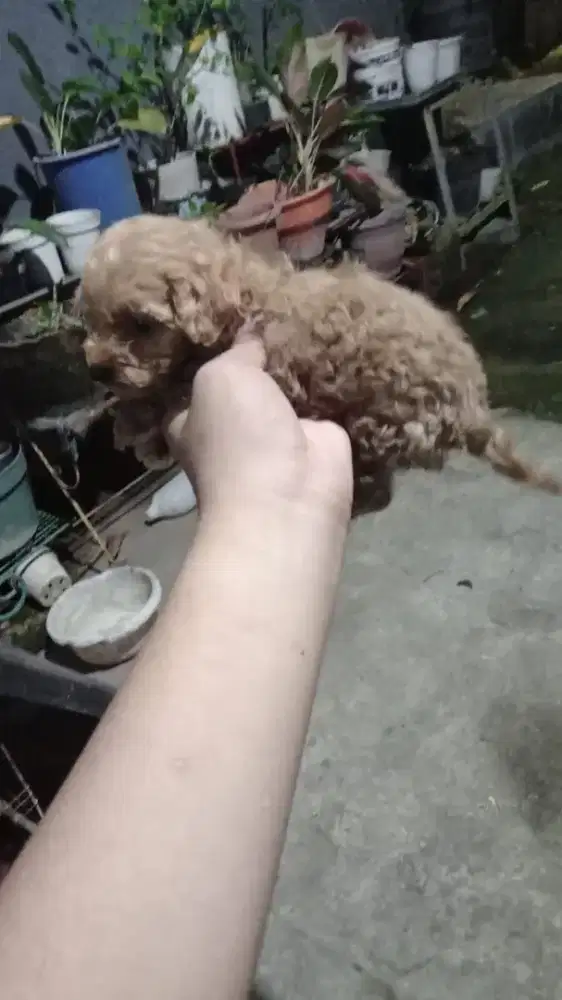 mix poodle banyak bulu