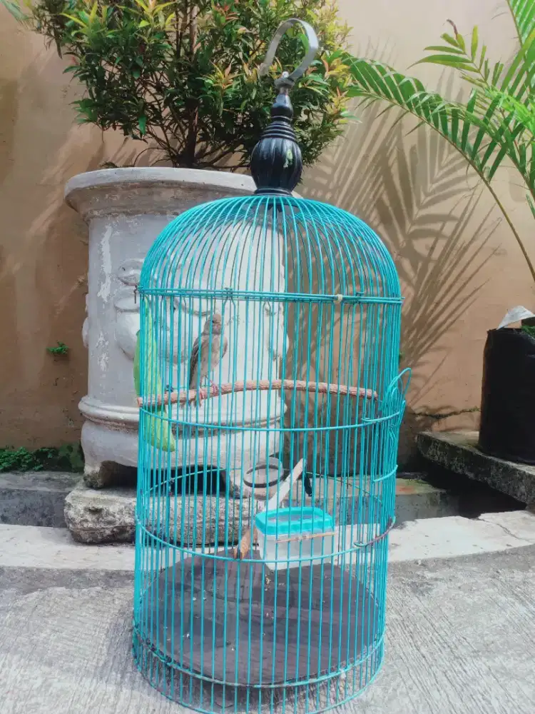 Kenari  rajin ngeriwik udah mau pecah suara,jual plus kandang