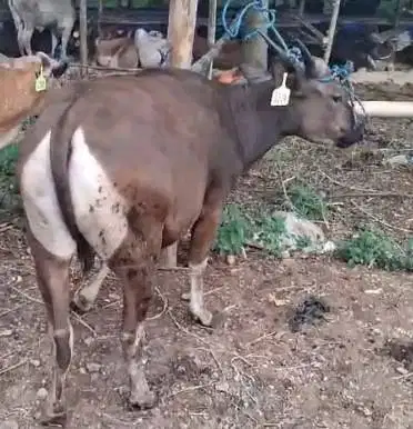 sapi kupang kelas 200kiloa 2 tahunan siap sapi qurban ekonomisan murah