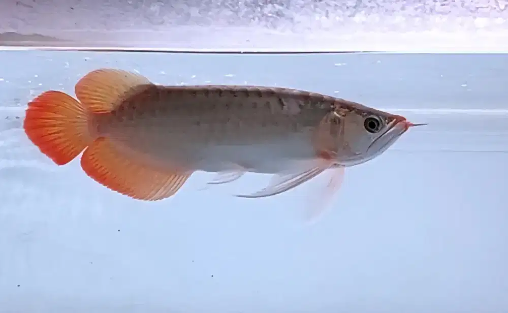 Arwana super red