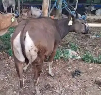 sapi jantan 200kilo sapi qurban kupang 2 tahunan kurban ekonomisan top