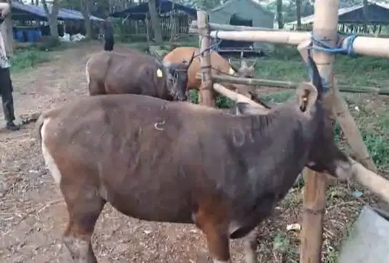 sapi jantan 200kilo sapi qurban kupang 2 tahunan kurban ekonomisan top