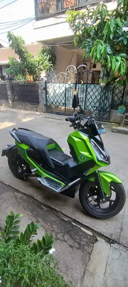 ALVA CERVO NEBULA GREEN Th.2023