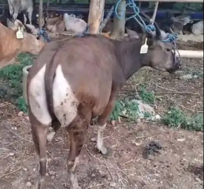 sapi kupang 200kilo siap sapi qurban murmer ekonomisan 2 tahun rawatan