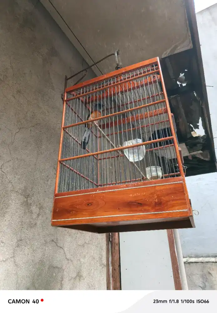 Burung Murai Medan Betina