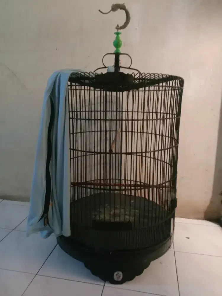 Kandang murai Ebod jaya seken no 1 klasik fulset 550 k pdk aren