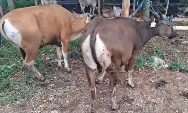 sapi kupang 200kiloan siap sapi kurban murmer ekonomisan 2 tahunan top