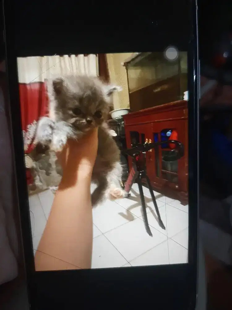 Kitten bsh abu abu