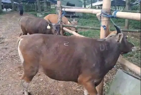 sapi kupang 200kilo layak sapi qurban 2026 murmer ekonomisan 2 tahunan