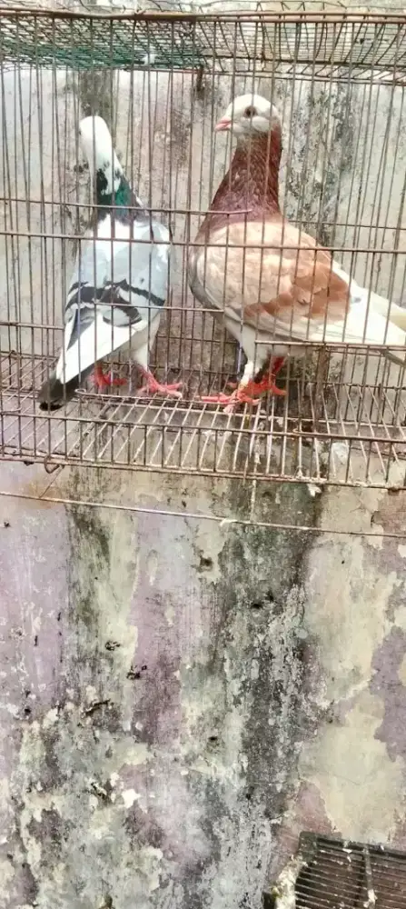 Sepasang burung dara