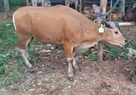 sapi kurban 200kilo ras sapi kupang 2 tahunan siap qurban ekonomisan