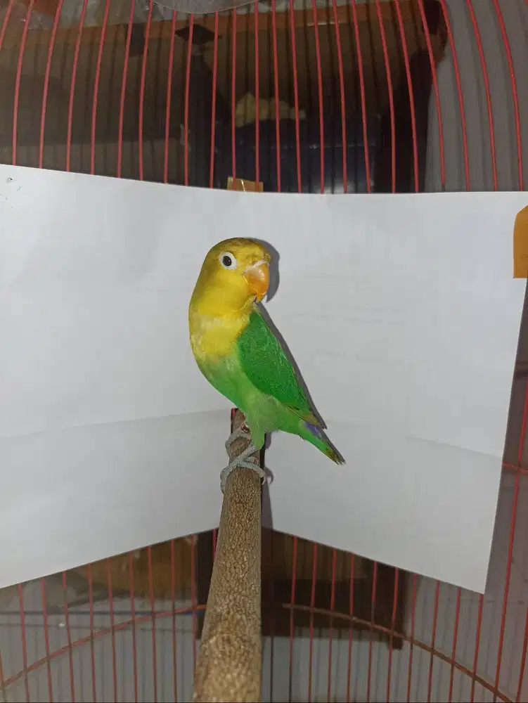 Lovebird yellow face