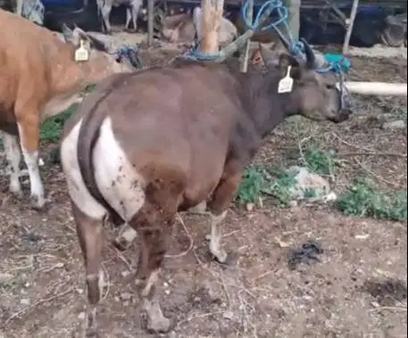 sapi kupang 200kilo 2 tahunan siap sapi qurban 2026 ekonomisan murmer