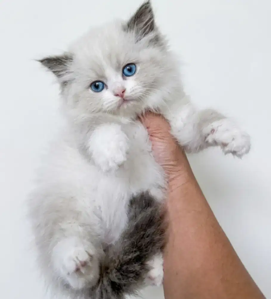 Ragdoll jantan kitten