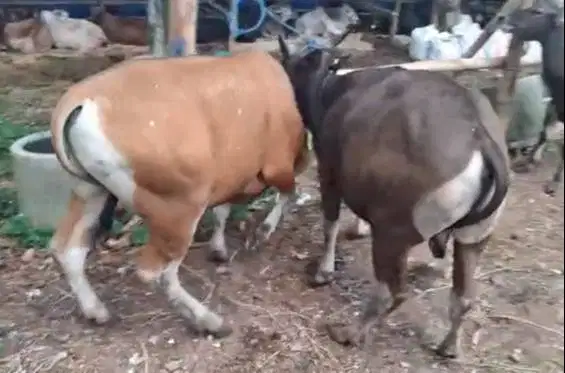 sapi kupang 200kilo layak sapi qurban 2026 ekonomisan murmer 2 tahunan