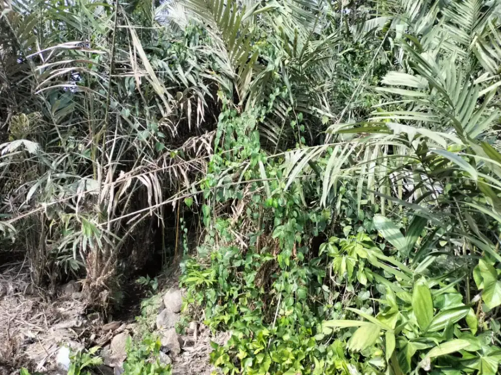 Dijual sawah/kebun dekat kampung dan jalan magelang.