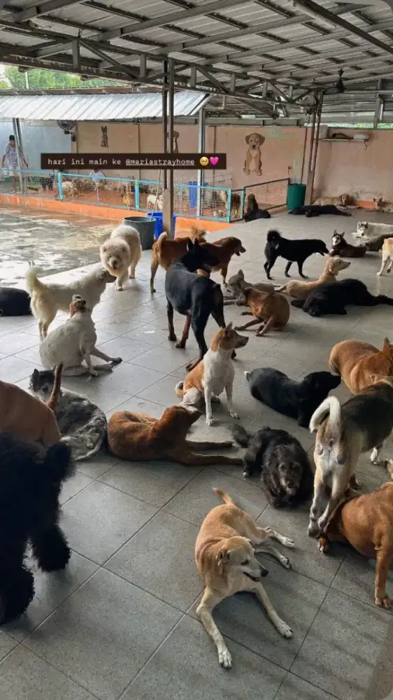 KERJA URUS ANJING