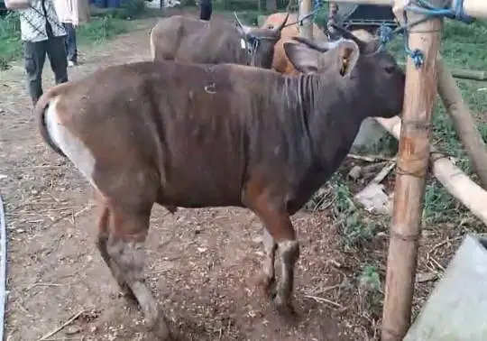 sapi kupang 200kilo 2 tahunan siap sapi qurban 2026 ekonomisan rawatan