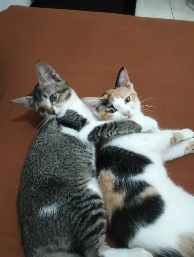 Open Adop Kiten Mixdoon