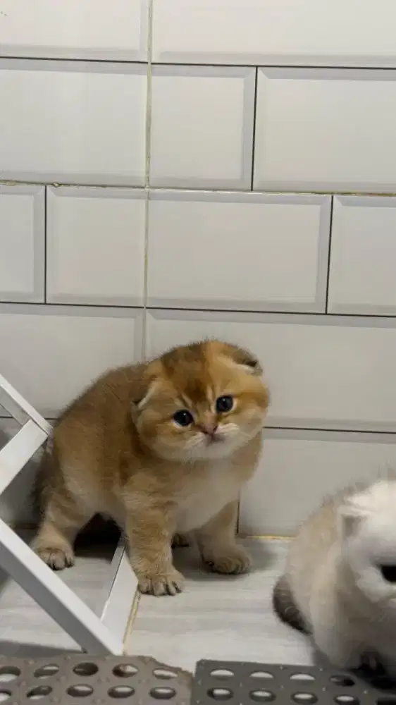 scottish fold kitten betina golden anak import