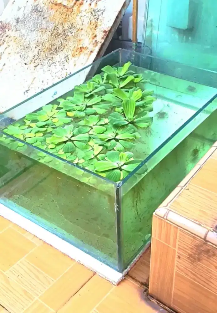 Aquarium besar tebal murah, barang mulus