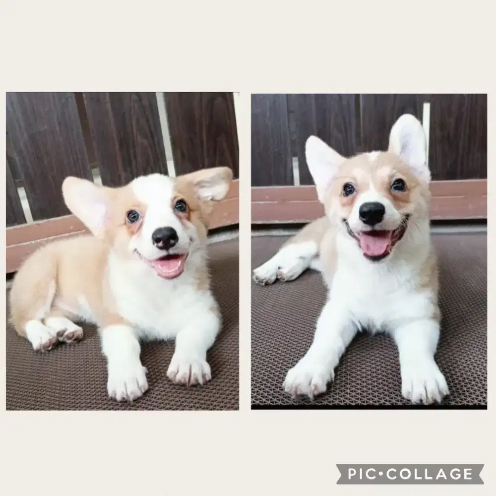 Jual Corgi Betina