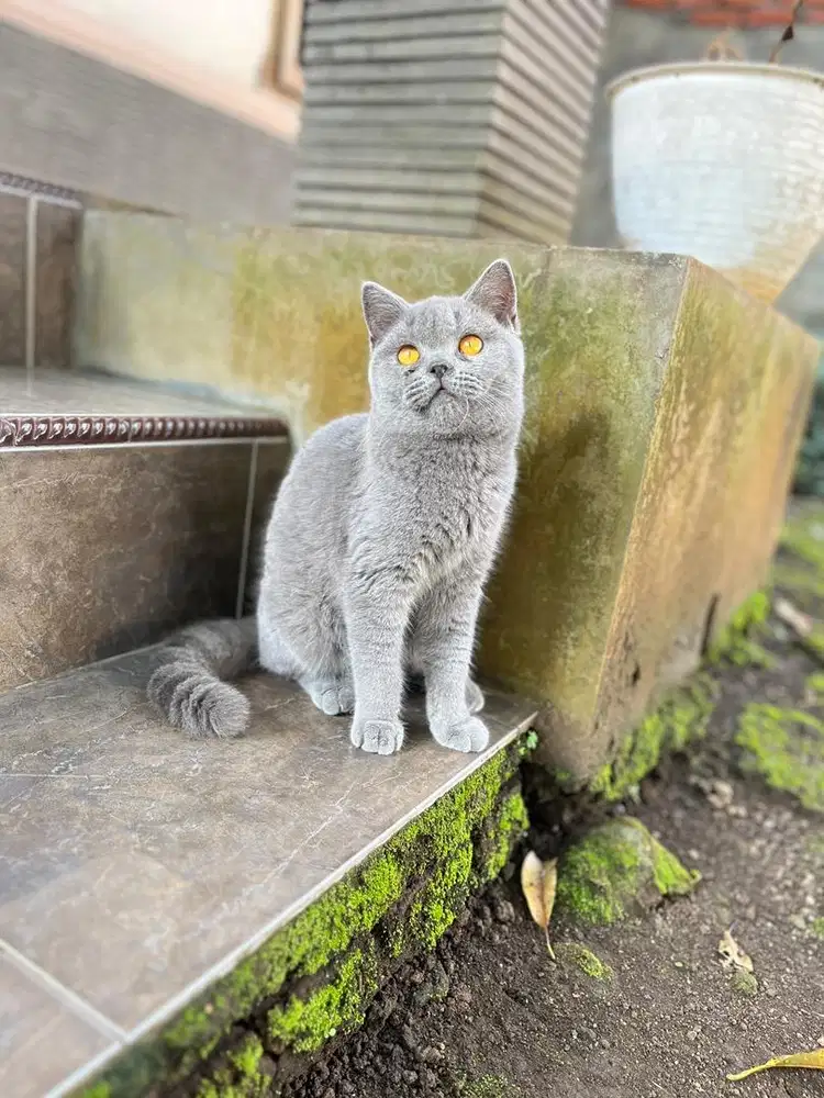 British shorthair kitten kucing