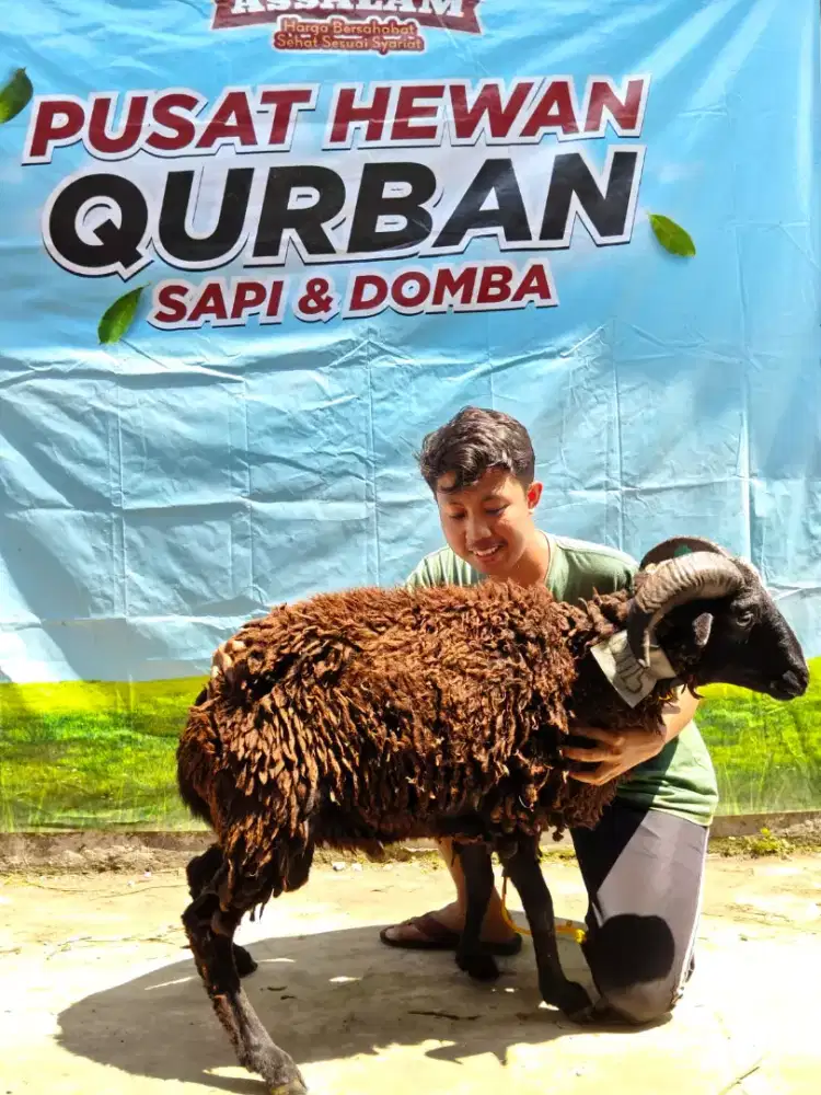 Domba kurban terbaik