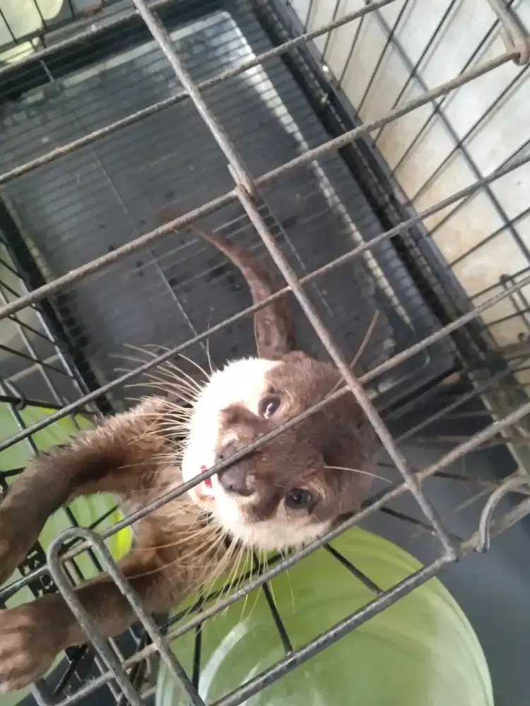 Kucing anggora betina