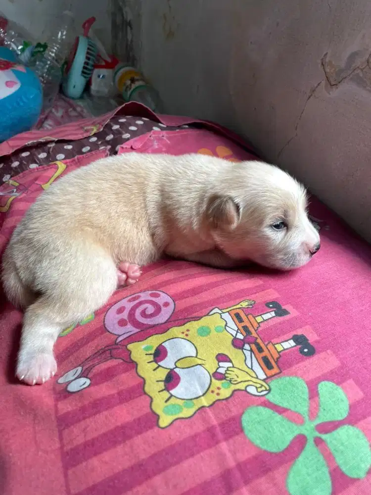 Puppy minipom campur
