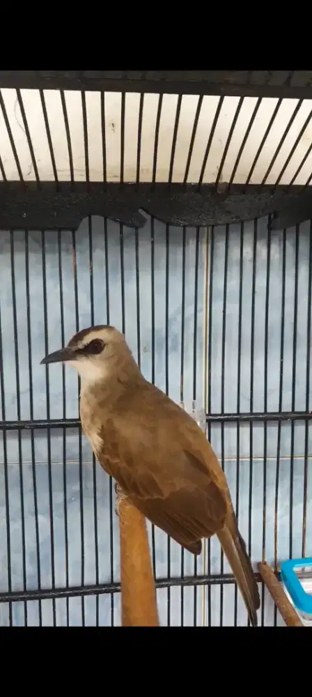 BURUNG TRUKCUK CRUKCUK GACOR JINAK GARUDA