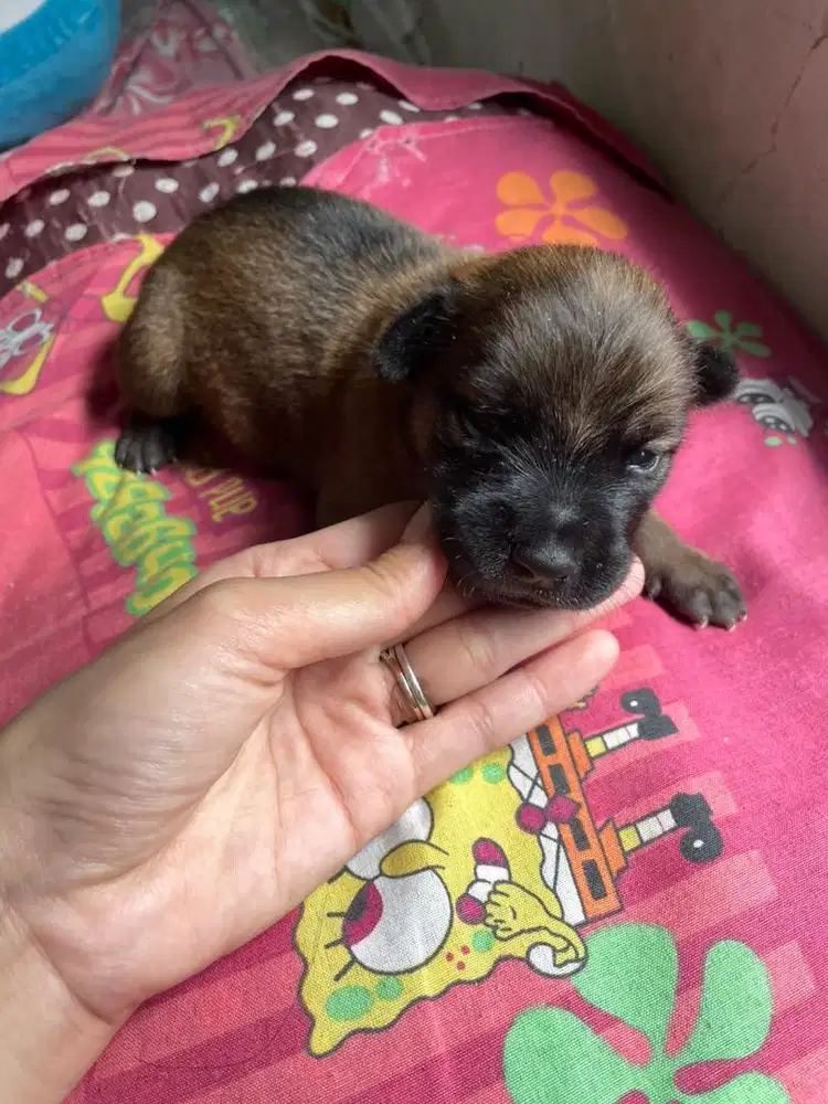 Jual anak anjing