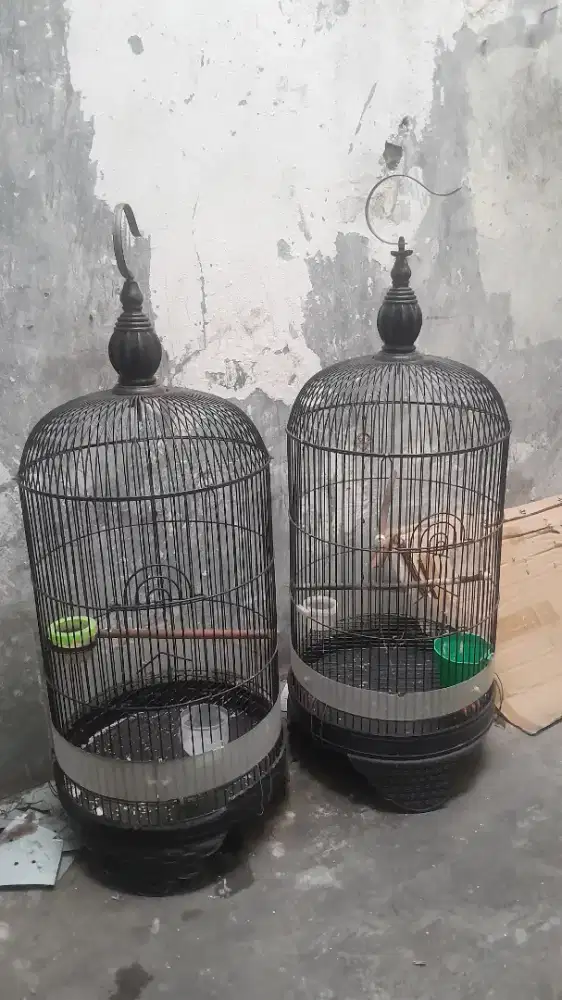 Kandang burung love bird besi tebal