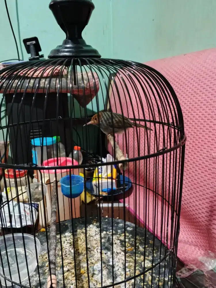 Prenjak kepala merah fulset