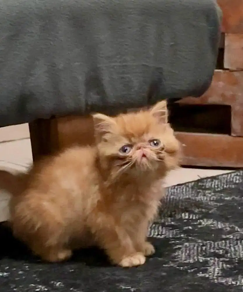 KITTEN EXO PEAKNOSE BETINA (NEGO)