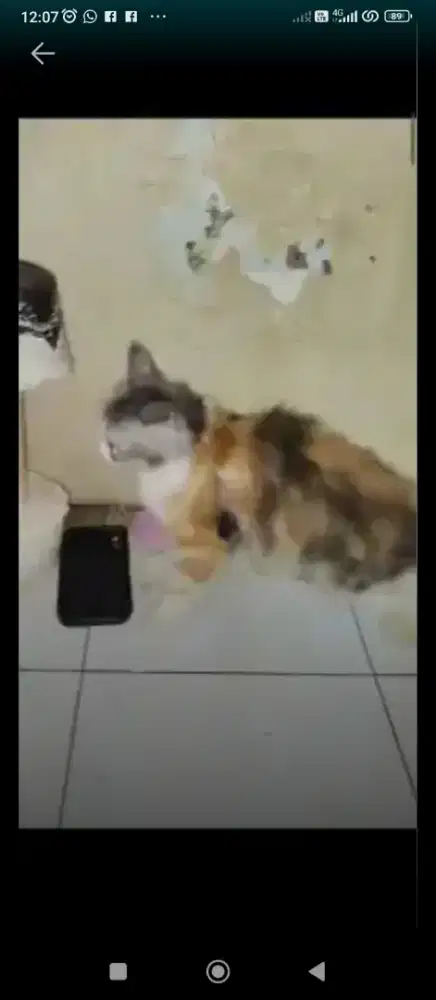 Jual kucing persia