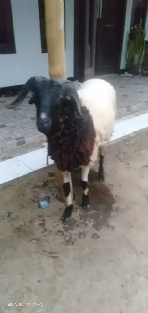 Domba Qurban Ekonomis Si Sambung