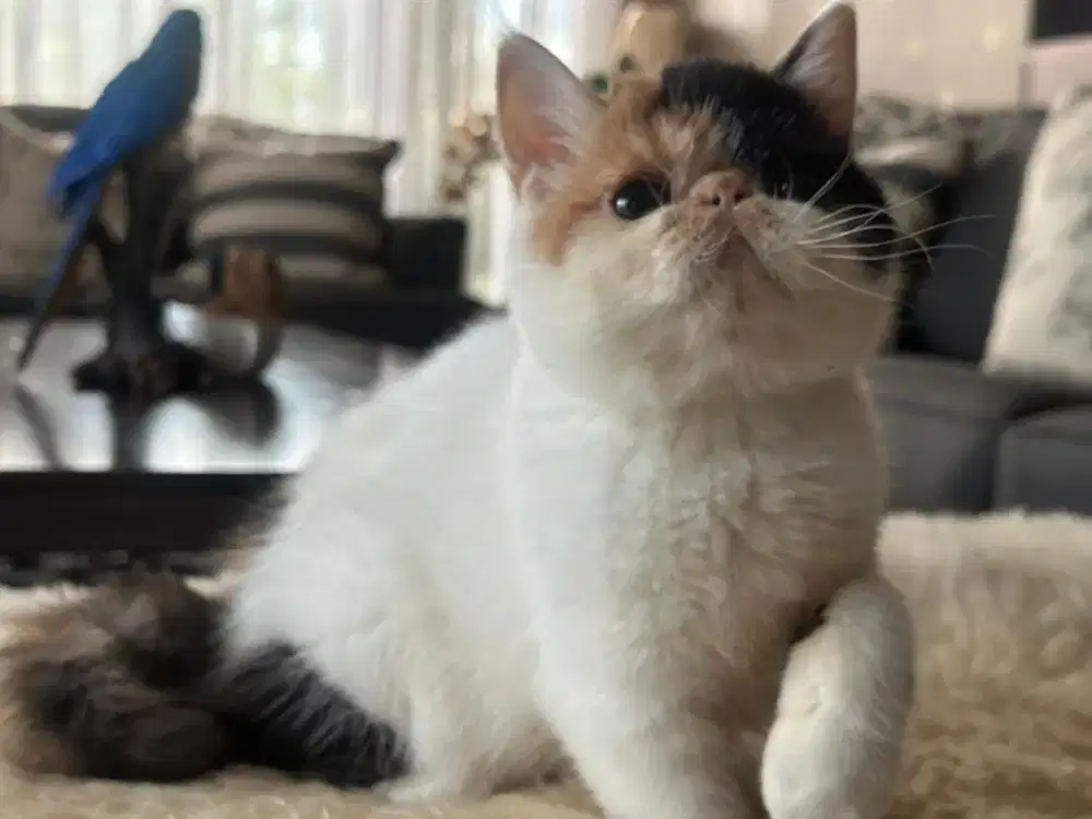 Kucing persia peaknose ekstrem betina
