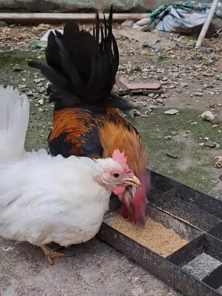 Sepasang Kate sedang bertelur