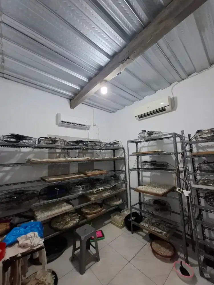 Jasa cuci sarang burung Walet