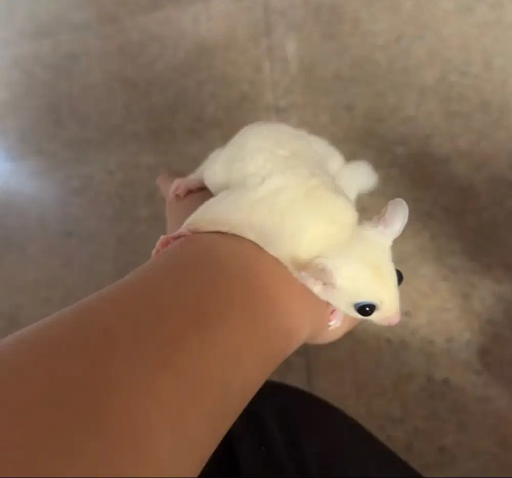 sugar glider leucisitc