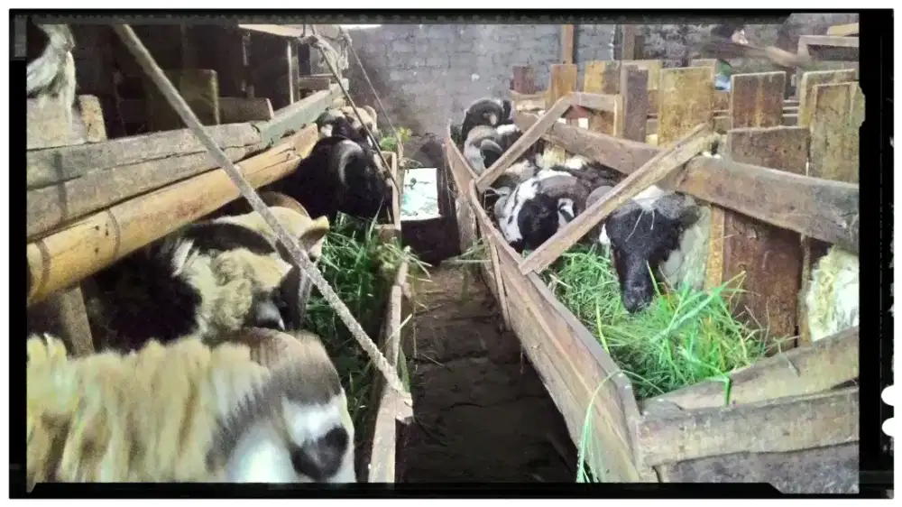 Domba Qurban Bunderan