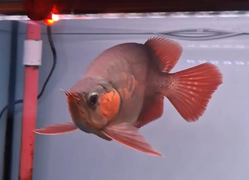 Ikan Arwana Arowana SB Short Body
