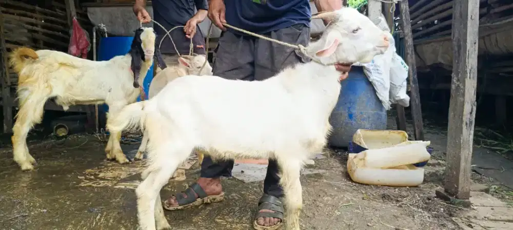 Kambing qurban murah