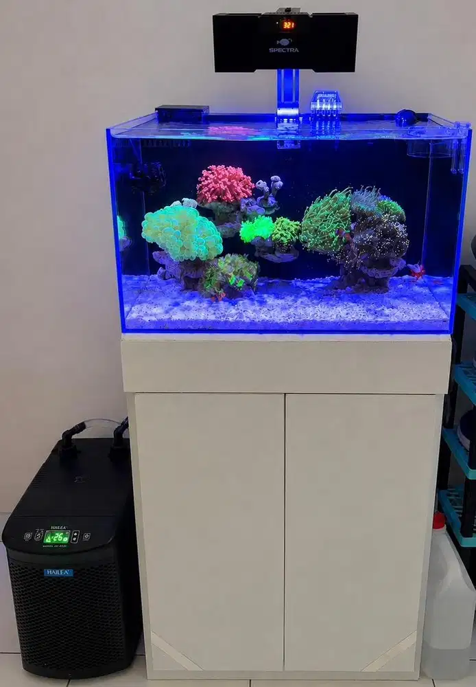 DIJUAL CEPAT Aquarium Air Laut (reef tank). {edisi pindah rumah}