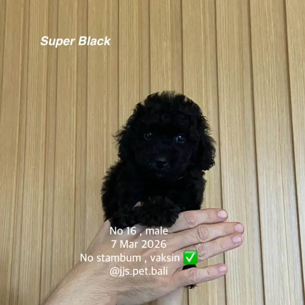 Toy poodle black jantan