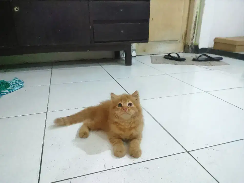Kucing kitten persia 5 ekor / himalaya / anggora / persia