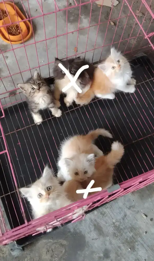Kucing kitten persia 5 ekor / anggora / himalaya / peaknose / flatnose